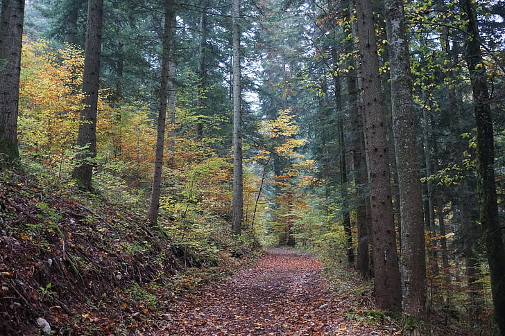 otoño, bosque, árbol, amarillo, distancia, naturaleza, Woodland
