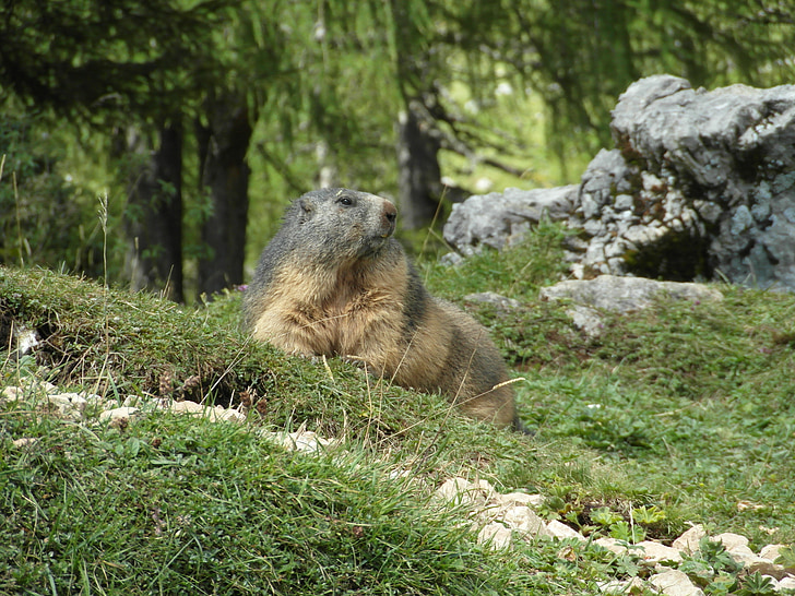 Marmot, Alpine, dãy núi, Alpine marmot, Rock, đóng, động vật