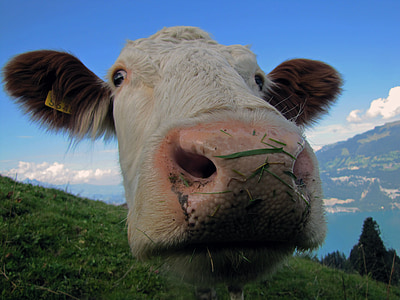 krava, sat, jezero, govedina, Švicarska, goveda