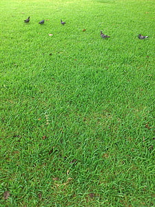 Parcul, porumbei, verde