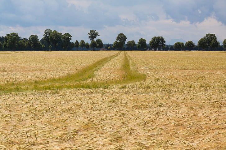 cornfield, field, nature, summer, staple food, grain, ear
