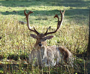fallow deer, november, rut, antler, autumn, wild, hunting