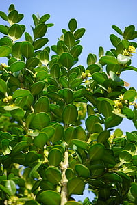 kirja, tavallinen puksipuu, oksat, vihreä, lehdet, Buxus sempervirens, puksipuu