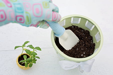 planting, gardening, flower pot, spring, summer, growth, dirt