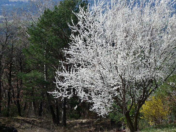 paisaje, árbol, floración, flores, Blanco, primavera, contraste