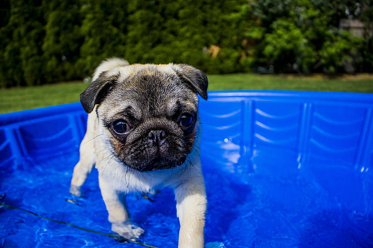 înot, catelus, vara, câine, distractiv, animale, apa