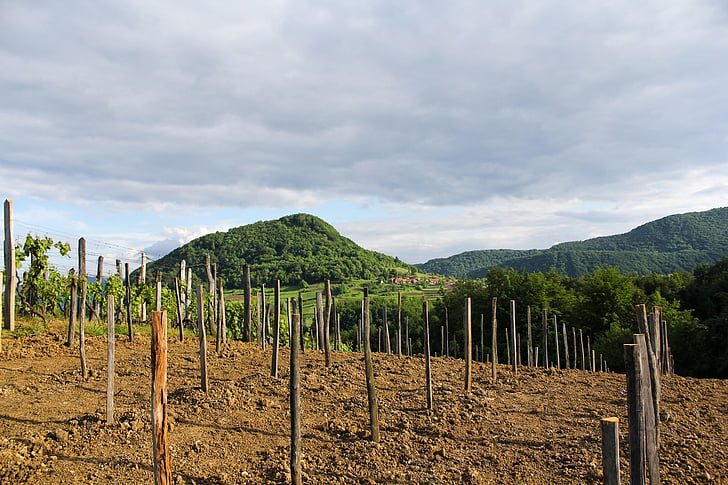 příroda, naturen, vinograd, Ravna gora, druva, vingård, jordbruk