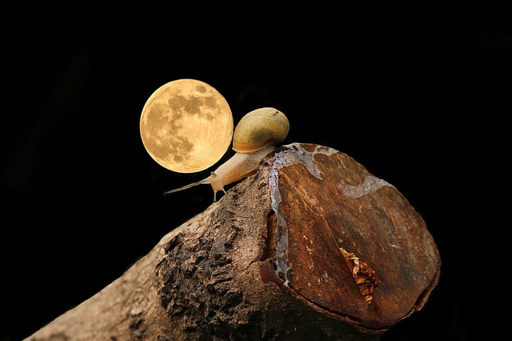 macro, photography, snail, dark, sky, wood, moon