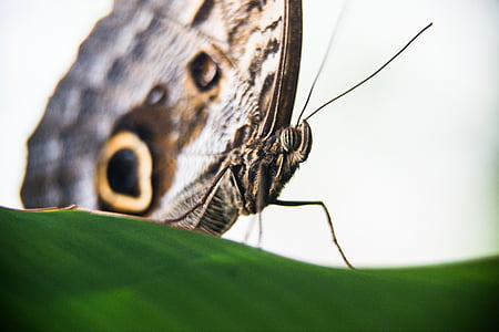 mariposa, volar, planta, insectos, ala, Close-up, enfoque selectivo