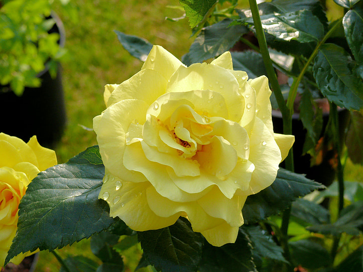 steeg, geel, Bloom, natuur, gele roos, Tuin, in bloei