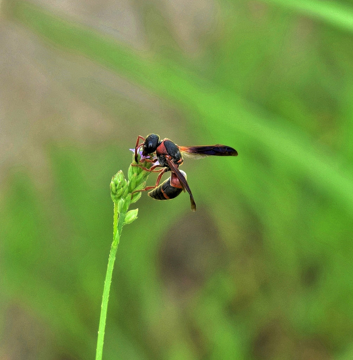 osy, Mason wasp, czerwony i czarny mason wasp, owad, latające owady, skrzydlaty owad, pollenate
