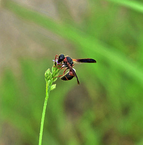 wasp, mason wasp, red and black mason wasp, insect, flying insect, winged insect, pollenate