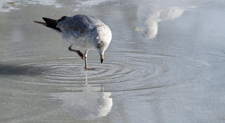 seagull, eating, ice, reflection, closeup, detail, bird