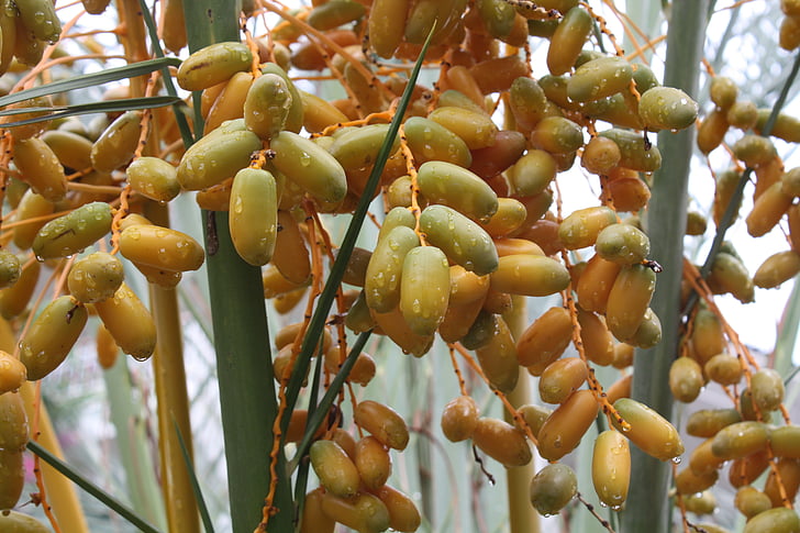 drop, fruit, tree, food, nature, agriculture