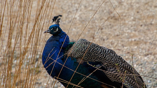 Peacock, mannetjes, vogel, blauw, dier, veer, dierentuin