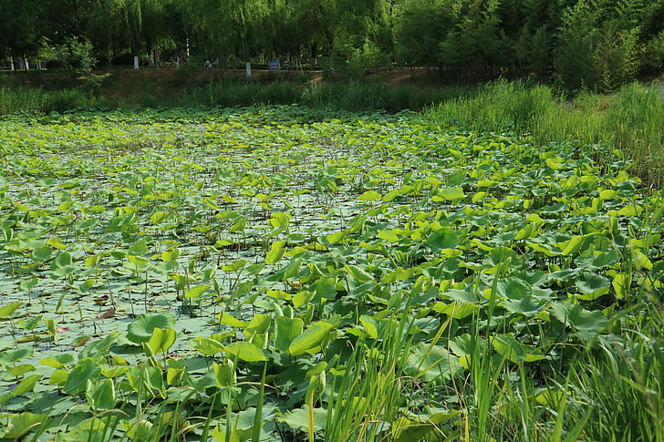 Senior aasta, Lotus pond, kui ka, Ülikooli, loodus, lehed, taim