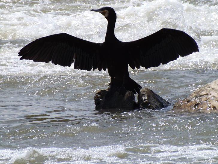 chim, cormorant, đôi cánh, nước, màu đen, khiêu vũ