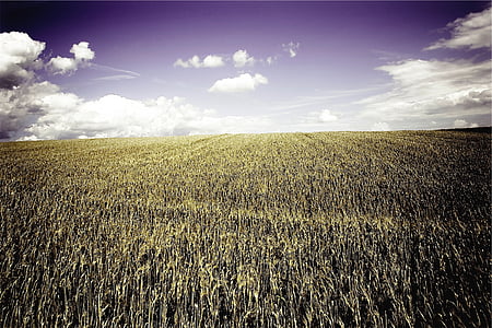 foto, milho, campo, campos, fazenda, país, rural