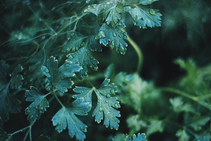 Stäng, Foto, grön, Leaf, Regndroppar, lämnar, växter