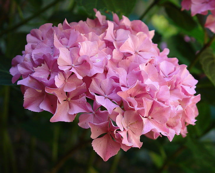 hortensia, plante, haven, Pink kronblade, blomst, lyserød farve, Peony