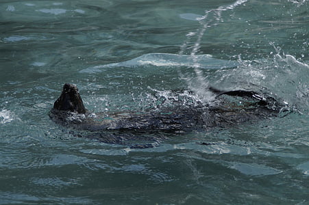 Seal, padle, rygcrawl, liggende stilling, svømme, indsprøjtes, våd