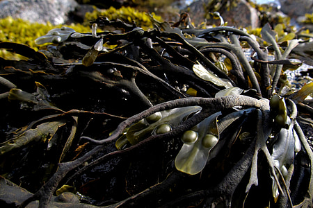 seaweed, sea, marine, algae, water, ocean, nature