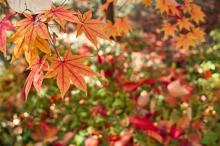 Есен, листата, Есенни листа, прекъсване, улица, листа, природата