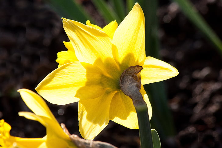 Narcissus pseudonarcissus, narcisă galbenă, ostergloeckchen, înflorire timp, la Paşti, narcise incorecte, trompeta danutza