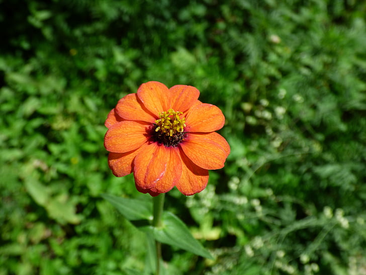 orange Blüten, Orange Gänseblümchen, Orange wilde Blume, Berg-daisy
