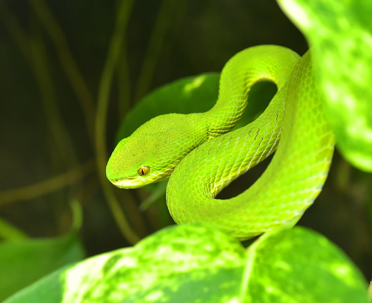 สีเขียว buschviper, atheris squamigera, vipers บุช, vipers, งู, เป็นพิษ, สัตว์