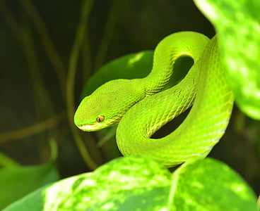 màu xanh lá cây buschviper, atheris squamigera, Tổng thống Bush vipers, Vipers, con rắn, độc hại, động vật