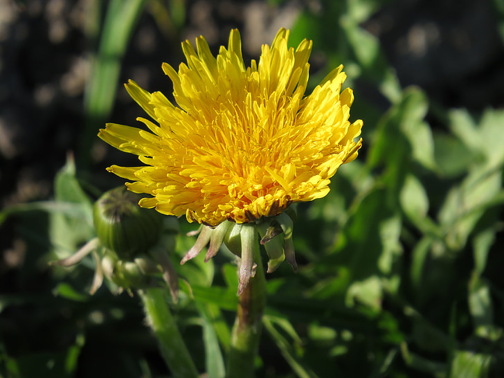 квітка, Кульбаба, жовтий, загострених квітка, Грін