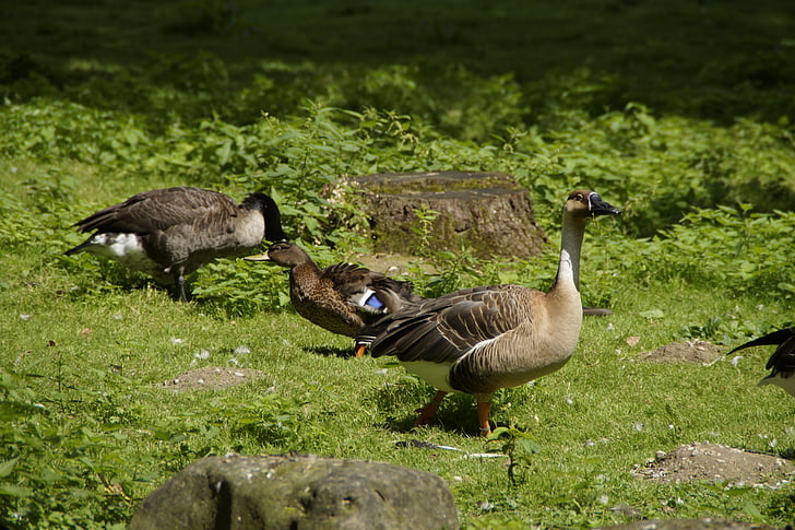 goose, duck, water bird, bird, meadow, animal world, fauna