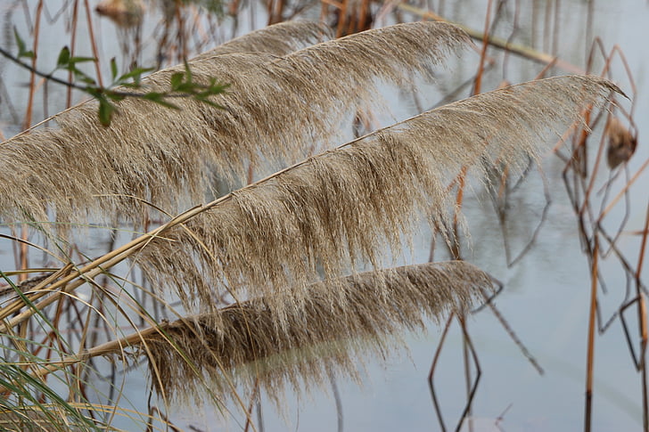 Reed, dammen, våtmarker, naturen, Utomhus