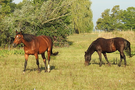 hevoset, laidun, niitty, laiduntaa, kytkentä, syödä, aamulla aurinko