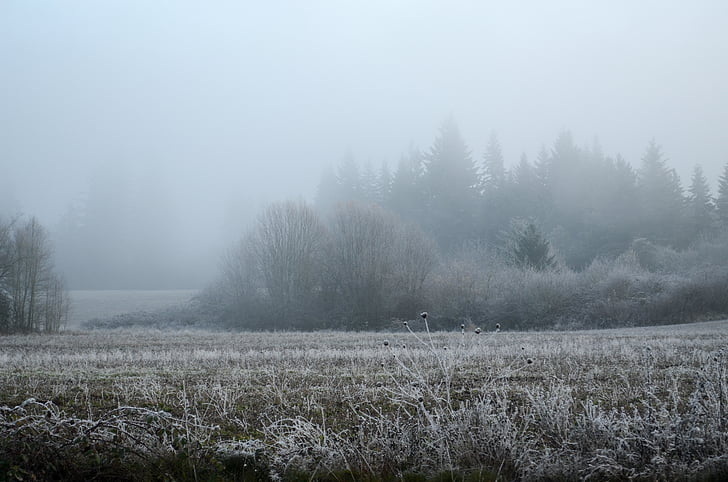 Орегон, сніг, іній, поле, туман, Природа, взимку