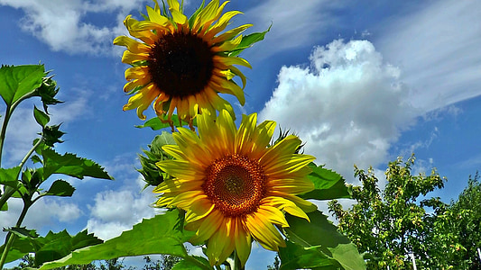 summer, sunflower, plant, nature, closeup, sky, yellow