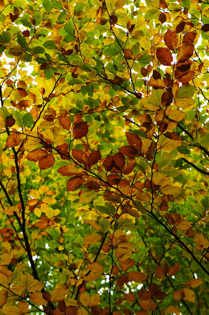 listy, pozadie, jeseň, Príroda, Forest