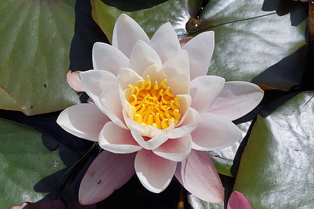 blossom, bloom, aquatic plant, white, tender, leaves, nymphaea