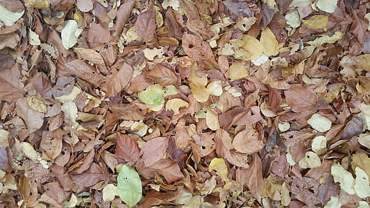 listy, zoubkované, Příroda, list, podzim, pozadí, sezóny