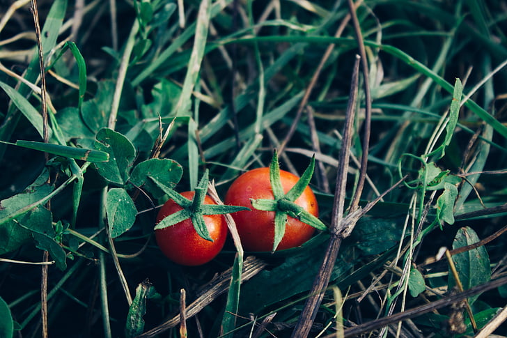two, red, tomatoes, vegetables, garden, green, plants