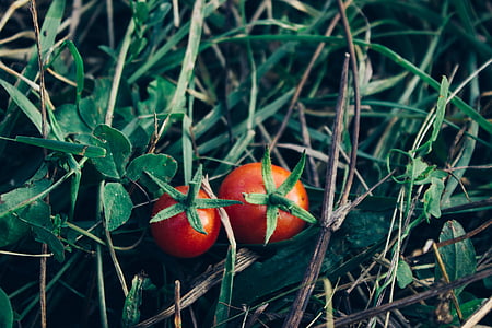 两个, 红色, 西红柿, 蔬菜, 花园, 绿色, 植物