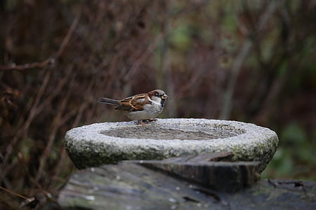 burung, House sparrow, pelempar domesticus, mata air, bulu, birdbath