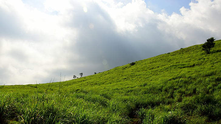 Indie, Munnar, trawa cytrynowa, zielony, niebo, krajobraz, Natura