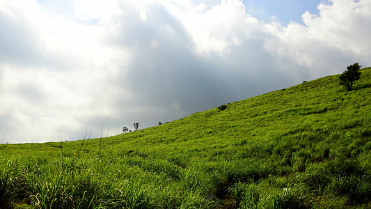 Indija, Munnar, Lemon grass, zaļa, debesis, ainava, daba