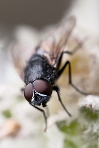 animal, brown, bug, close-up, detail, eyes, entomology