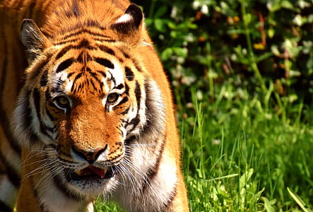 เสือ, นักล่า, ขนสัตว์, สวยงาม, อันตราย, แมว, ถ่ายภาพสัตว์ป่า