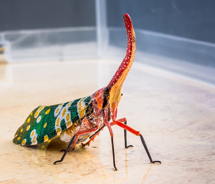 canthigaster cicada, Sangsikadene, insekt, Snabel, lang, rød, fargerike