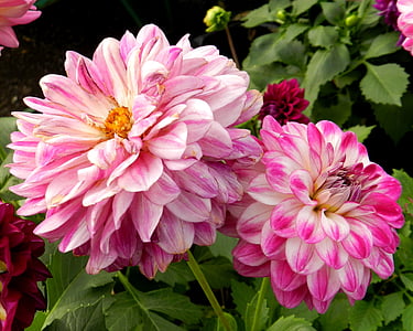 kukat, Dahlia, vaaleanpunainen, vaaleanpunainen väri, Luonto, kasvi, kukka