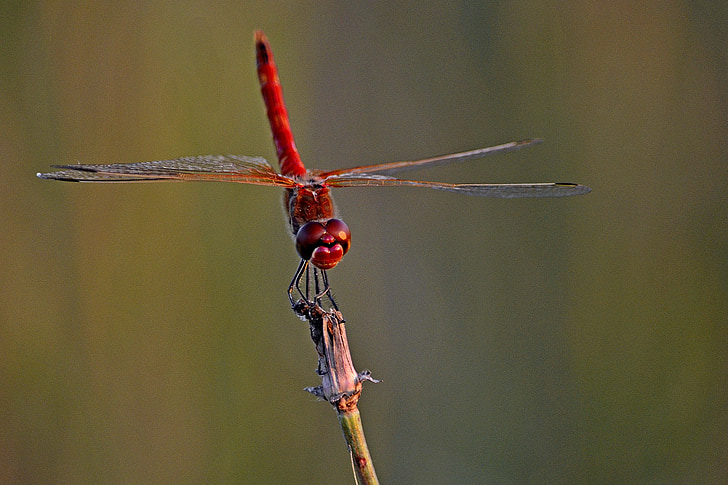 putukad, Dragonfly, Lähis Joonis